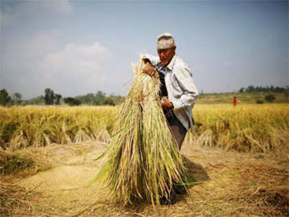 Government's rice procurement dip by 5 per cent in 2014-15