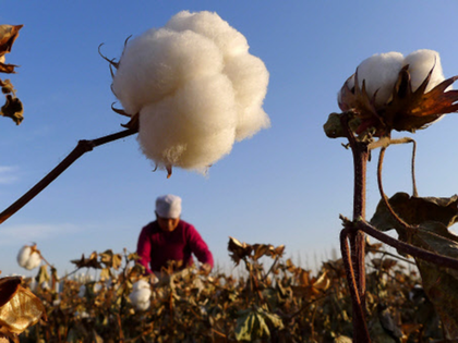 It's raining raw cotton as trade slumps