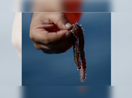 'They eat head, whole body ...': Fishermen face growing threat from bearded fireworms devouring their catches