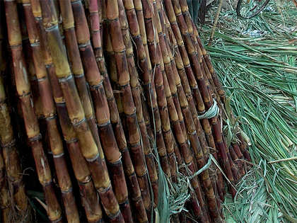 Excess supply no boon for Tamil Nadu's private sugar mills