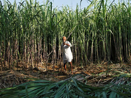 Deadlock over cane price continues, Maharashtra CM to take final call