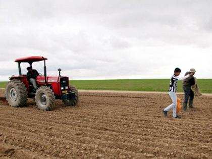 Rabi season wheat sowing close to completion in Punjab, Haryana