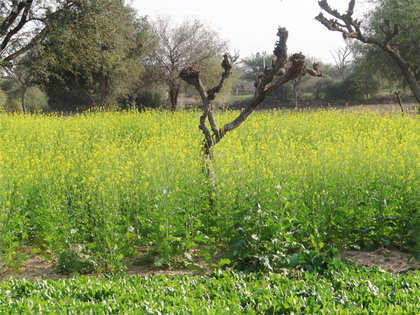 States overestimated damage to rabi crops