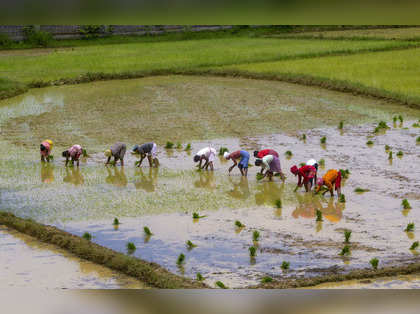 West Bengal agriculture minister outlines impact on climate change on rice production