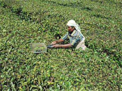 Tea belt is suffering from heat wave and lack of rainfall