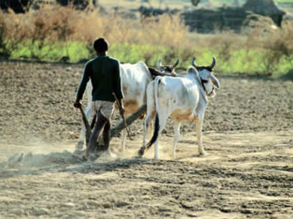 How much farmland has India lost?