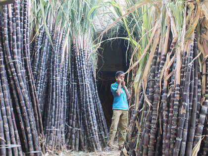 Water woes: Maharashtra government may disallow sugarcane cultivation, crushing