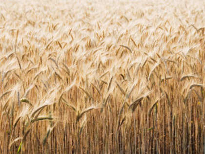 Government may export additional 2.5 mn tonne wheat