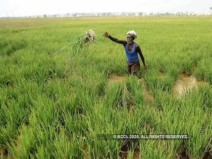 Agri-sector industries demand export incentives as bumper kharif harvest expected