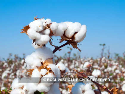 https://img.etimg.com/thumb/width-420,height-315,imgsize-46048,resizemode-75,msid-100864060/news/economy/agriculture/cotton-prices-expected-to-stabilise-due-to-9-hike-in-msp/cotton-price-rally-could-lift-indian-planting-to-record-high.jpg