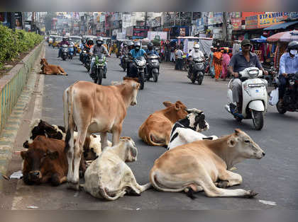 Animal spirits! Stray cattle now a tool to register protests in UP