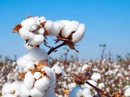 CAI cuts cotton export estimate by 10%