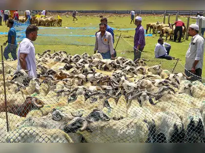 Image for Livestock & fishing fuel agriculture