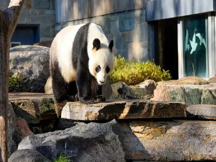 China to gift new giant pandas to Australia in sign of diplomatic thaw