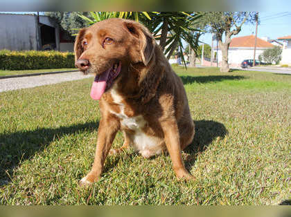 World's oldest dog, Bobi, passes away at 31: Guinness World Record Holder's remarkable life