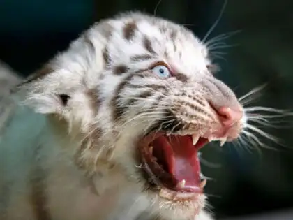 Baby White Tiger Roar