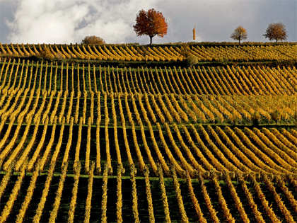 Are you a wine connoisseur? Here are some places you must visit around the world