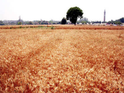 Government hikes wheat minimum support price by Rs 50 to Rs 1,450 per quintal