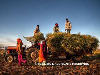 Farmers grow more uradbean, cotton and bajra crops this kharif season