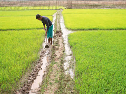 Agri-commodities: Wheat, cardamom, mentha oil down