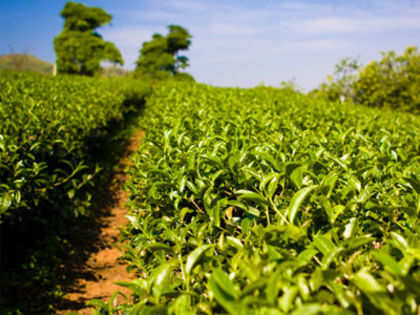 Tea gardens in Assam fear huge escalation in social cost