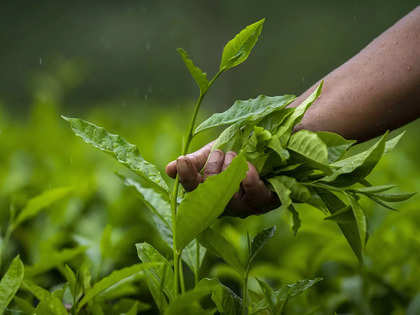 Assam Bought Leaf Tea Manufacturers Association to temporarily withdraw its decision to close factories