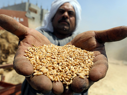 Government buys 29.26 million tonnes of wheat
