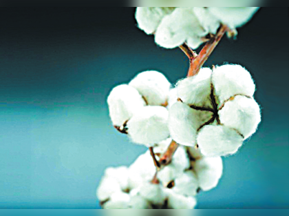 Indian mills import cotton as local prices trend high