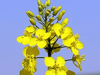 India's rapeseed oil meal export from Apr to Dec up by 56%: Solvent Extractors Association