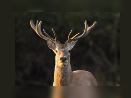 A new lease of life to warring swamp deer