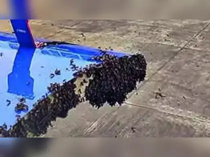 Bees, bad weather, & runway drama: IndiGo, Air India, Swiss jet face bizzare turbulence as rough streak continues
