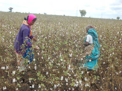 Low-cost cotton plucking machine ready for commercialisation