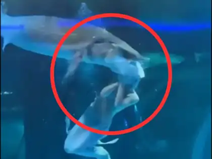 On the Brink: Viral Video of 'Mermaid Performer' Escaping Fish Attack Captivates Viewers