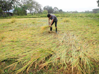 Crops in 50 lakh hectares damaged by unseasonal rain: Government in Rajya Sabha
