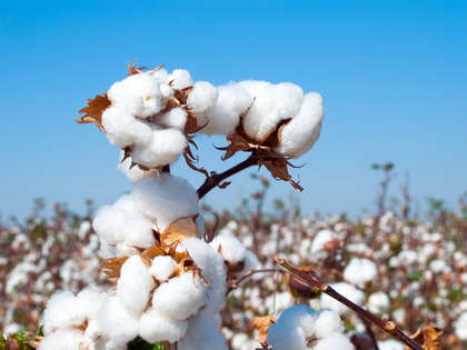 Cotton prices rise 5% in the past week as demand rises