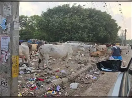 ‘And you want to build Disneyland in Haryana?’: Ex-Jet Airways CEO slams Gurugram authorities over filthy streets and stray cattle