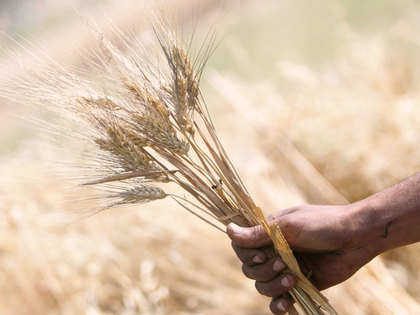 Wheat procurement up at 26.47 million tonnes; hailstorm, rains hit quality