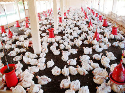 Kerala identifies H5 avian influenza virus in poultry; 2,00,000 to be culled