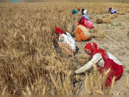 Centre to increase wheat procurement from Bihar, Rajasthan UP drastically