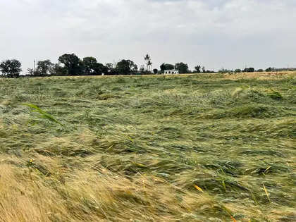 Untimely rains, hailstorm hit wheat crop over 5.23 lakh hectare; farmers stare at yield loss