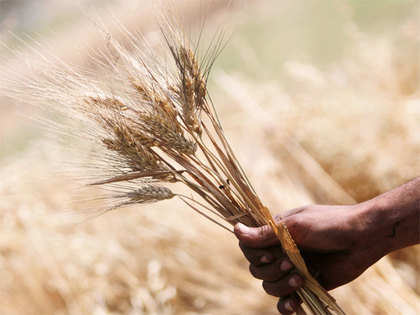 Wheat procurement up by 2% to 26.7 million tonnes so far