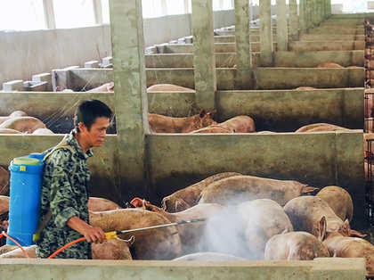 Oink! India keeps buying pig extract from China to make drugs despite swine flu in the dragon's belly.