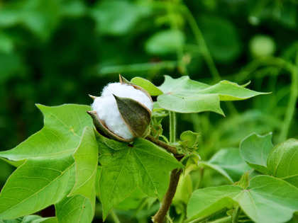 CAI estimates cotton production at 360.13 lakh bales for 2021-22 crop year
