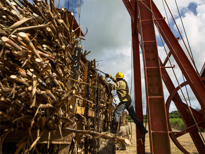 India's sugar production till mid-Jan down by 6 per cent: ISMA
