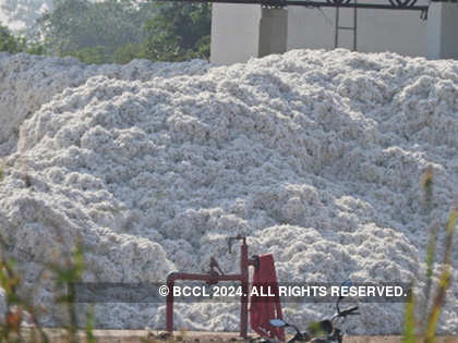 Government to review cotton seed price