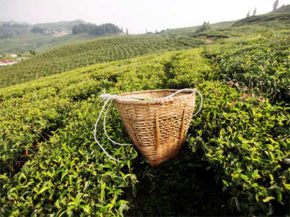 Association seeks immediate reconstitution of Tea board
