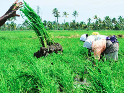 Scheme announced to revolutionise Makhana farming in Bihar