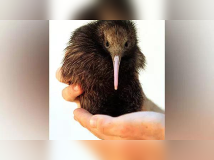 New Zealand's capital welcomes first Kiwi chicks in over 150 years