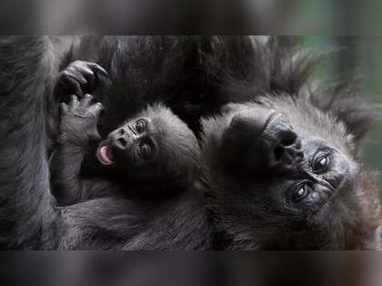 Endangered monkey stolen from Leipzig Zoo in Germany