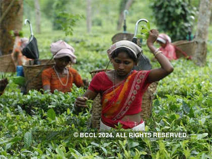 Souring relationship between India and Nepal may help Darjeeling tea industry